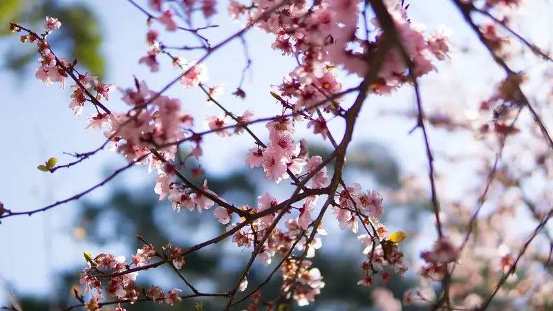 Cherry Blossom